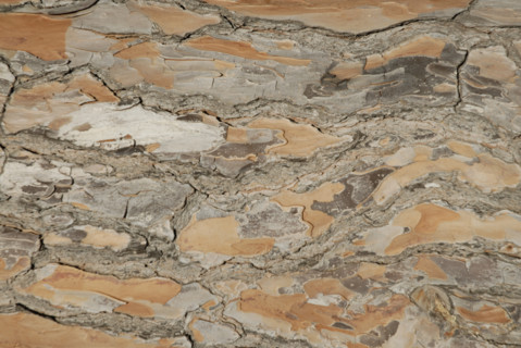 2009, Hyères, 83400, erbre , écorce