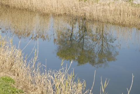 2009, Hyères, 83400, paysage, reflets  dans l'eau, vegetaux, canal