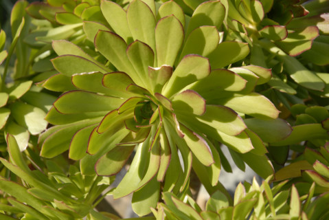 2009, Hyères, 83400, plante grace, végétaux