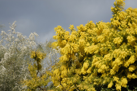 2009, Hyères, 83400,  mimosa, fleurs