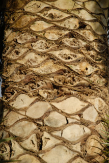 2009, Hyères, 83400, palmier, tronc, arbre