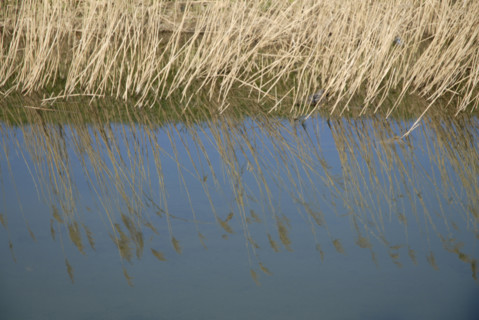 2009, Hyères, 83400, reflets  dans l'eau, vegetaux