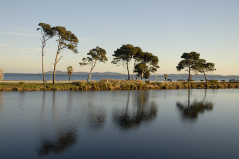 2009, Hyères, 83400, palmiers, pin maritime, plan d'eau, reflets  dans l'eau, arbres
