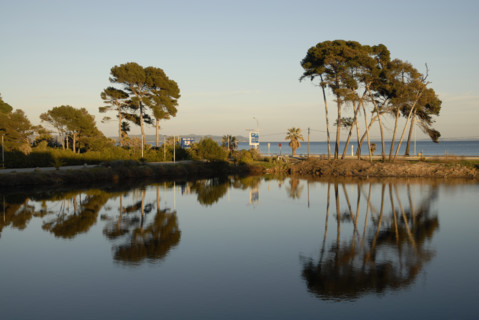 2009, Hyères, 83400, palmiers, pin maritime, plan d'eau, reflets  dans l'eau, arbres