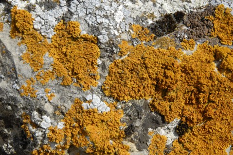 2009, Atienza, Espagne : province de Guadalajara en Castille La Mancha, lichen, rocher