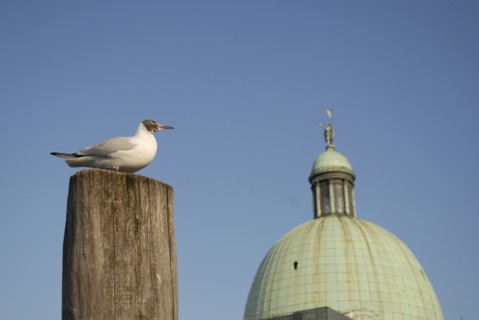2009, dome église San Simeon Picollo, mouette, Venise