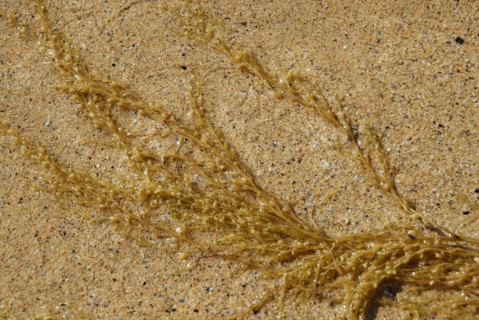 2009/ Belle-ile en Mer, algue, plage, mer, sable