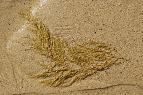 2009/ Belle-ile en Mer, algue, plage, mer, sable
