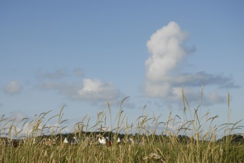 2009/ Belle-ile en Mer, paysage, nuages, végétaux, Bretagne