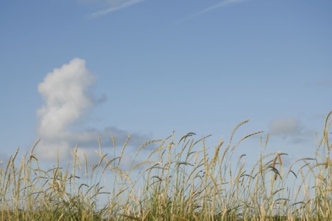 2009/ Belle-ile en Mer, paysage, nuages, végétaux, Bretagne