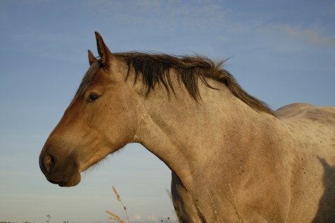 2009/ Belle-ile en Mer, cheval