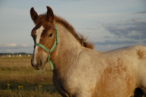 2009/ Belle-ile en Mer, cheval