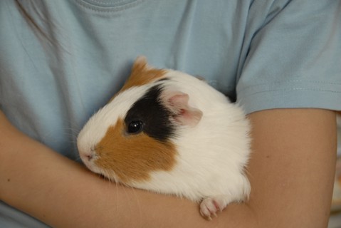2009/ enfant animal, cochon dinde