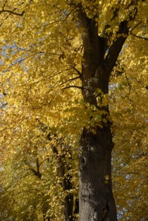 octobre 2009, arbre, automne, Bourgogne, paysage