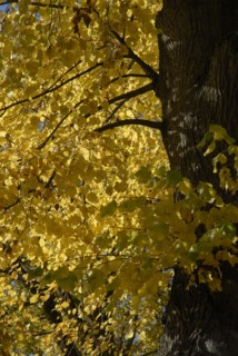 octobre 2009, arbre, automne, Bourgogne, paysage