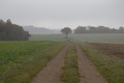 arbres, Bourgogne, brouillard, octobre 2009, paysage automne