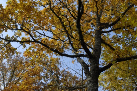 arbre, automne, Bourgogne, octobre 2009