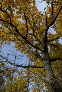 arbre, automne, Bourgogne, octobre 2009