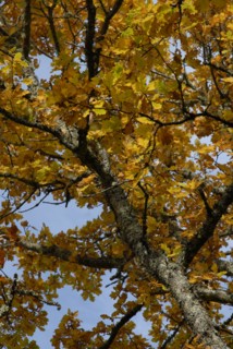 arbre, automne, Bourgogne, octobre 2009