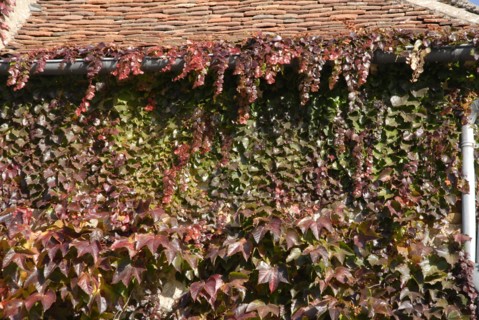 automne, Bourgogne, feuilles, Mur, octobre 2009, toit, Vezelay, vigne vierge