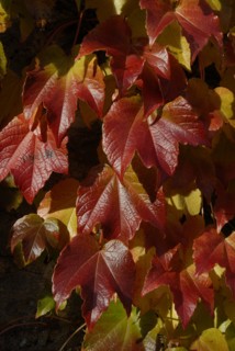 automne, Bourgogne, feuilles, Mur, octobre 2009, toit, Vezelay, vigne vierge