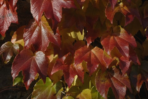 automne, Bourgogne, feuilles, Mur, octobre 2009, toit, Vezelay, vigne vierge