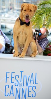 Equipe du film "Feher Isten", Festival de Cannes 2014