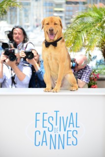 Equipe du film "Feher Isten", Festival de Cannes 2014