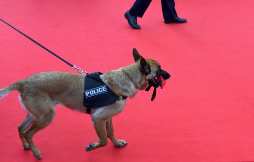 Chien de la brigade cynophile de Cannes