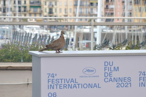 Photocall, 2021 Cannes Film Festival