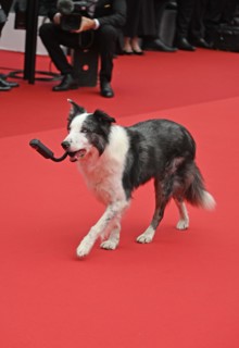 Actor-dog Messi