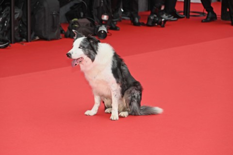 Actor-dog Messi