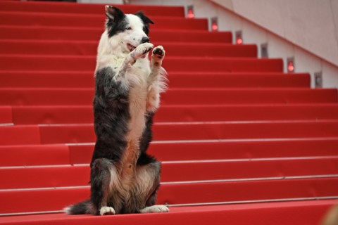 Actor-dog Messi