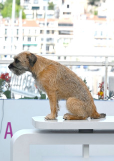 Photocall of the Directors of the Short Films in Competition