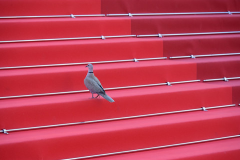Festival de Cannes - insolite