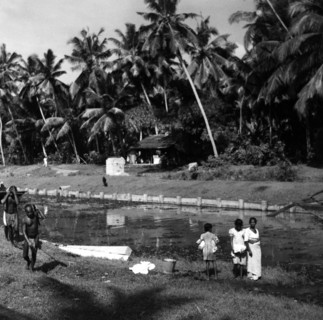 Paysage dans la région de Colombo, à Ceylan
