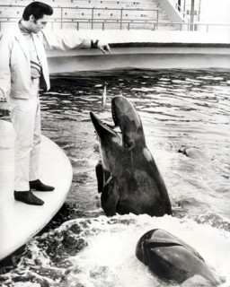 Elvis PRESLEY feeds a whale at SeaWorld Animal Park, San Diego