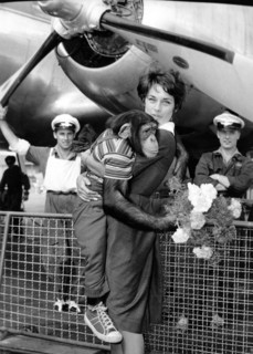 Vera TSCHEKHOWA with chimpanzee 'Moritz' at Hamburg Airport