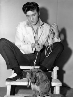 Elvis PRESLEY with a small kangaroo