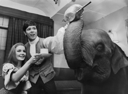 Cliff RICHARD and Pippa STEEL with an elephant, London 1966