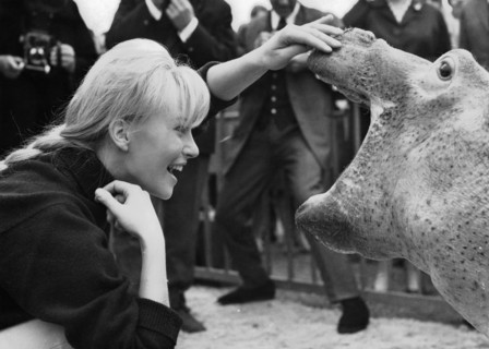 Karin BAAL baptizes a hippopotamus, 1965