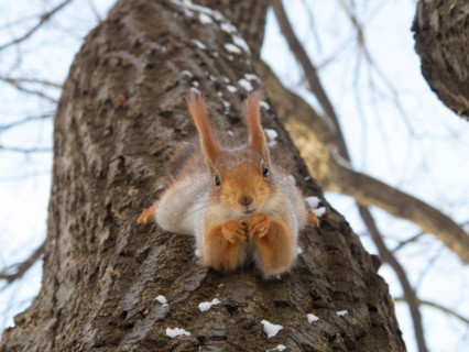 Squirrel hanging on a tree
