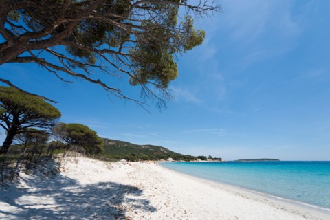 Palombaggia Beach, near Porto Vecchio, Corse du Sud, Corsica, France