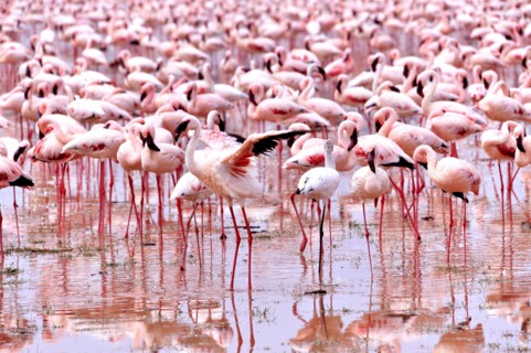 Flaunting Lesser Flamingo, Phoenicopterus minor, at Lake Bogoria, Kenya