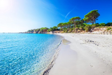 Sandy Palombaggia beach with pine trees and azure clear water, Corsica, France, Europe.