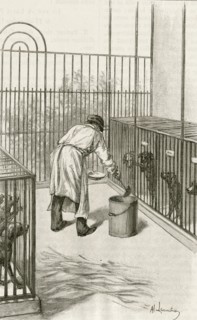 Laboratory animals at the Institut Pasteur, Paris, used during research ion hydrophobia (Rabies):  Drilling into  the brain rabbit.  Engraving, Pa;ris, 1873.