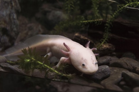 lying on rocks axolotl near fish tank glass
