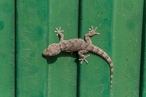 Tarentola mauritanica, Moorish Gecko