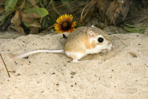Gulf Coast Kangaroo Rat Dipodomys compactus