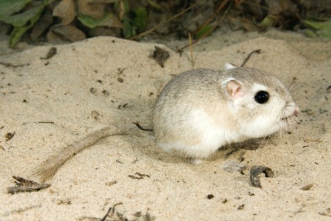 Gulf Coast Kangaroo Rat Dipodomys compactus